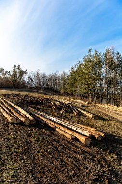 Çek Cumhuriyeti 'nde ağaç kabuğu böceği tarafından saldırıya uğrayan ağaçlar. Kabuklu deniz felaketi. Hasta orman. İklim değişikliği. Akşam ışığı.