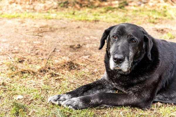 Velho Cão Doente Deitado Prado Olhos Tristes Cão Cão Abandonado — Fotografia de Stock