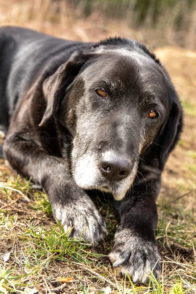 Old sick dog lying on meadow. Sad dog eyes. Abandoned dog. Old age and illness. Sadness.