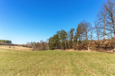 Çek topraklarında bahar sabahı. Tarım arazisi. Yeşil tarlanın yakınındaki çam ormanı. Güneşli bir sabah. Mavi gökyüzü. Sessiz yer.