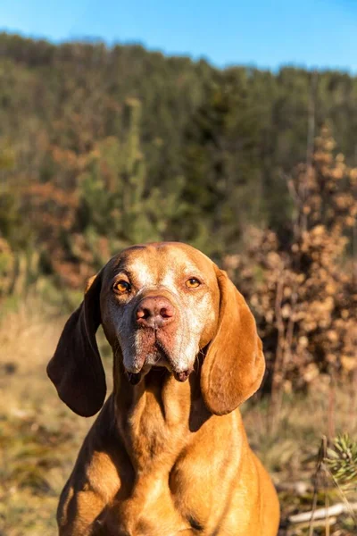 Maďarský Ukazatel Vizsla Lese Trénink Loveckých Psů Jarní Procházka Přírodě — Stock fotografie