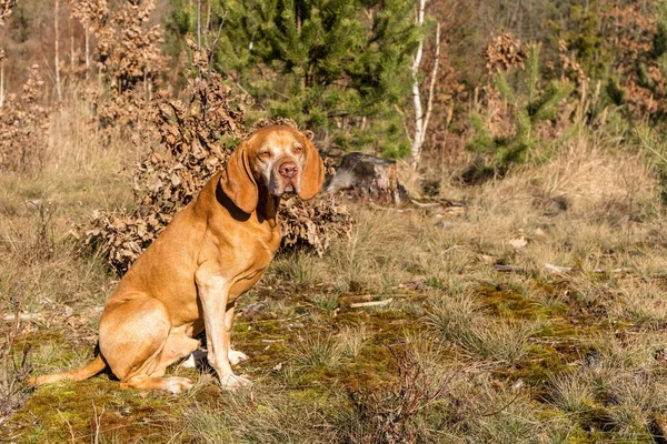 Húngaro Pointer Vizsla Floresta Treinamento Cães Caça Passeio Primavera Natureza — Fotografia de Stock