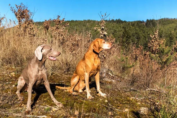 Weimaraner Ponteiro Húngaro Vizsla Floresta Treinamento Cães Caça Passeio Primavera — Fotografia de Stock