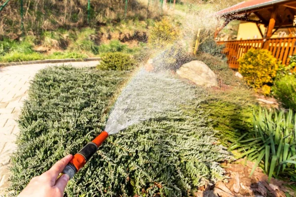 Evening Watering Garden Hose Close Hand Watering Hose Climate Change — Stock Photo, Image
