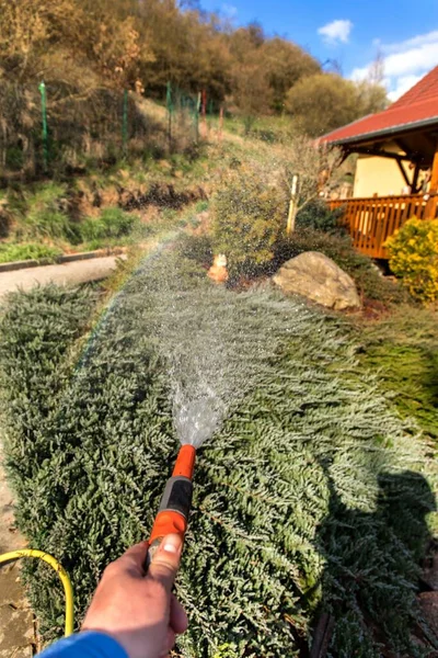 Evening Watering Garden Hose Close Hand Watering Hose Climate Change — Stock Photo, Image