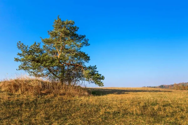 체코의 초원에 외로운 소나무입니다 하늘을 초원에 나무가 — 스톡 사진