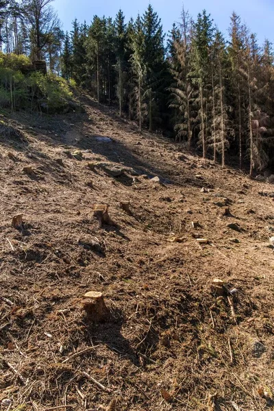 Forest Slope Felling Attack Bark Beetle Deforestation Cutted Spruce Forest — Stock Photo, Image
