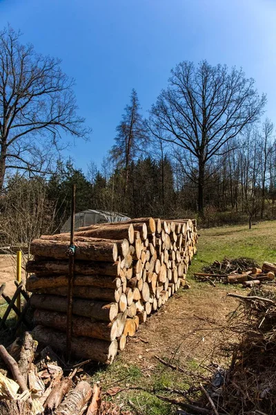 Αποθέματα Ξύλου Για Χειμώνα Στην Τσεχική Ύπαιθρο Δέντρα Πεύκου Και — Φωτογραφία Αρχείου