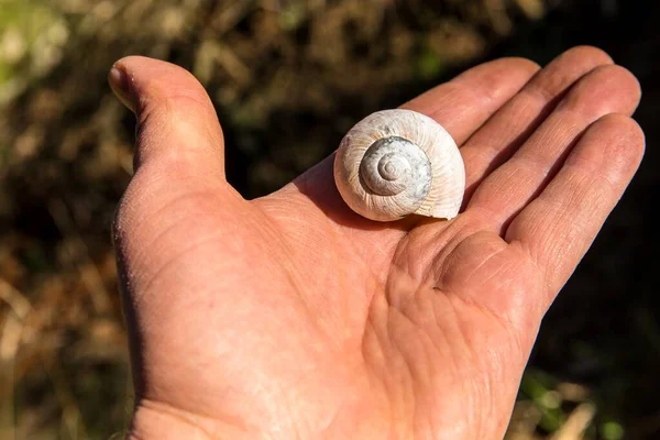 Männliche Palme Mit Leeren Schneckenhäusern Heimatsymbol Schnecken Züchten Muschelschnecke — Stockfoto