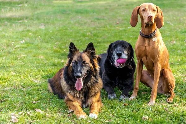 Três Cães Deitados Prado Descanso Espera Comida Raças Diferentes Cães Imagens Royalty-Free