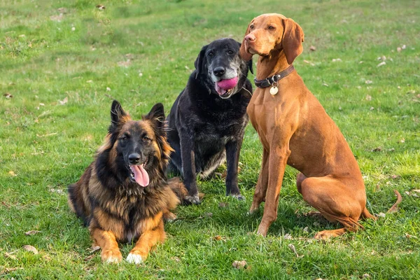 Três Cães Deitados Prado Descanso Espera Comida Raças Diferentes Cães Fotografias De Stock Royalty-Free