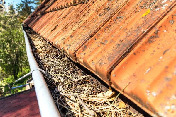 Kanalizační Žlaby Plné Odpadků Potřebují Vyčistit Střecha Ucpaná Borovými Jehličkami — Stock fotografie