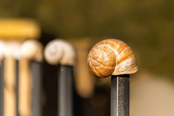 Leere Muschelschnecke Detailansicht Des Rohbaus Die Schönheit Des Frühlingsgartens Die — Stockfoto