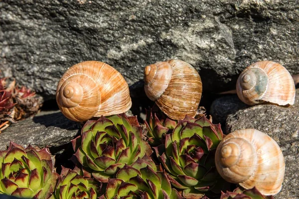 Caracol Caracol Vacío Vista Detallada Concha Belleza Del Jardín Primavera — Foto de Stock