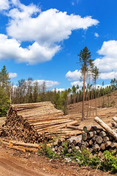 Declive Floresta Após Abate Após Ataque Por Besouro Casca Desmatamento — Fotografia de Stock