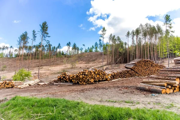 Declive Floresta Após Abate Após Ataque Por Besouro Casca Desmatamento Imagem De Stock