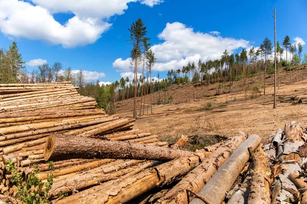 Declive Floresta Após Abate Após Ataque Por Besouro Casca Desmatamento Fotografias De Stock Royalty-Free
