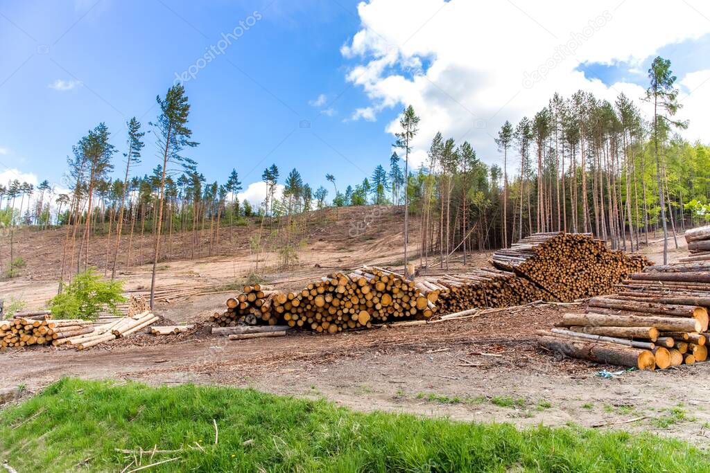 Forest slope after felling after attack by bark beetle. Deforestation. Cutted spruce forest in the Czech Republic - Europe. Climate change.
