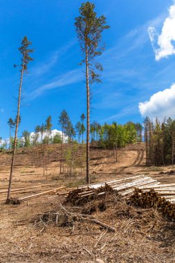 Ağaç kabuğu böceğinin saldırısından sonra orman yamacı. Ormanların yok edilmesi. Çek Cumhuriyeti 'nde kesilmiş ladin ormanı - Avrupa. İklim değişikliği.