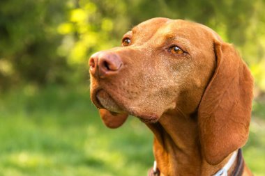 Bir av köpeğinin yakın çekimi. Sadık bir dost. Macar tazı başı Vizsla. Tasma kenelere karşı. Köpek gözleri..