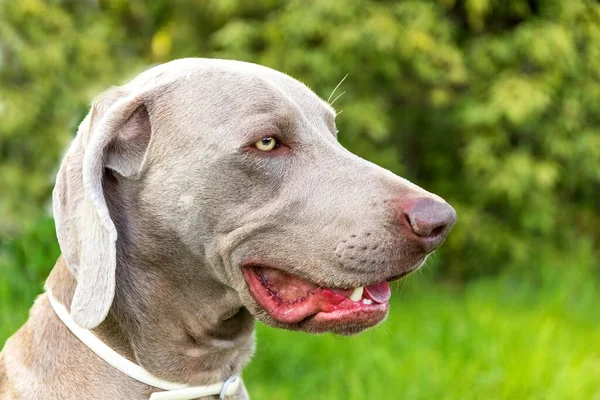 Gros Plan Chien Chasse Ami Loyal Chef Weimaraner Collier Contre — Photo