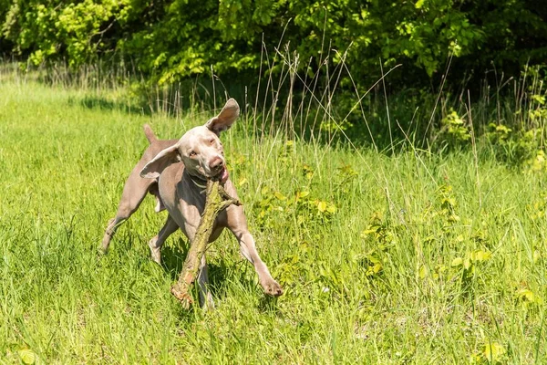 Speelse Jonge Bruine Weimaraner Hond Springen Rennen Tijdens Een Wedstrijd — Stockfoto