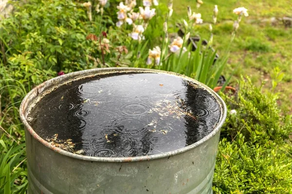 Eski Metal Yağmur Suyu Fıçısı Bahçeyi Suluyorum Tasarrufu Kurak Yaz — Stok fotoğraf