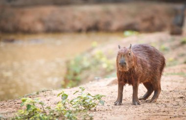 Hydrochaeris hydrochaeris - Capybara Ulusal Park 'ta