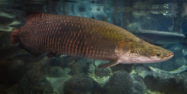 Arapaima fish - Pirarucu Arapaima gigas one largest freshwater f clipart