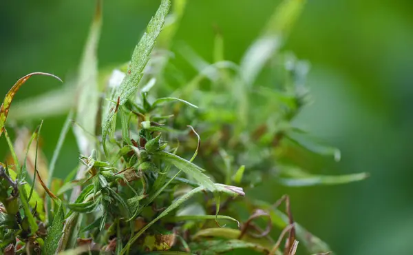 Pianta di Cannabis germoglio e semi di marijuana con foglia di canapa su natu — Foto Stock