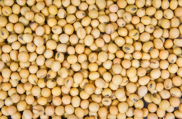 Soybean texture background - dry soy beans agricultural products