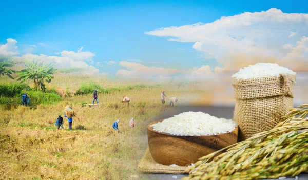 Arroz tailandês branco na tigela e no saco - grão de arroz jasmim cru wi — Fotografia de Stock