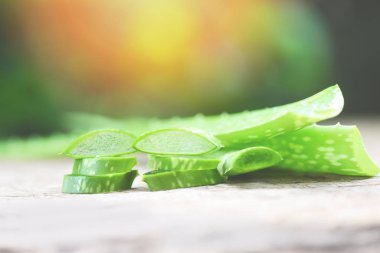 Aloe vera bitkisi doğa yeşili arka plan - taze bir yakın çekim
