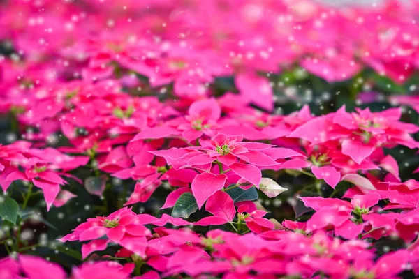 Розовые пуансеттии на фоне сада - Рождество Пуансеттии — стоковое фото