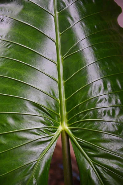 Hojas verdes patrón textura fondo taro gigante hoja aráceas —  Fotos de Stock