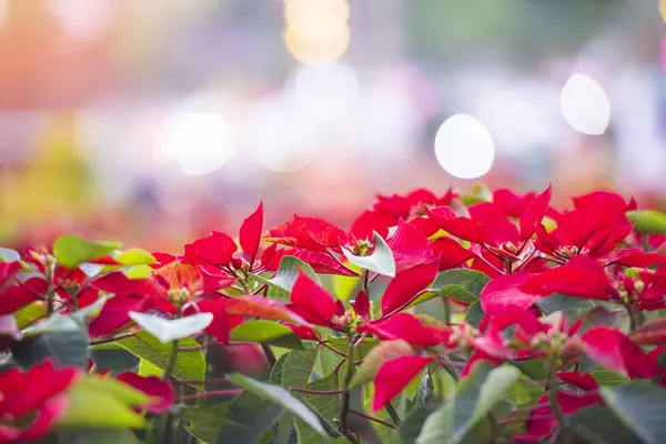 Poinsettia roja en el jardín con luz bokeh celebración backgr —  Fotos de Stock
