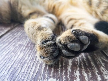 Kedi ayağı - Kedi patileri ve ayaklar kapansın