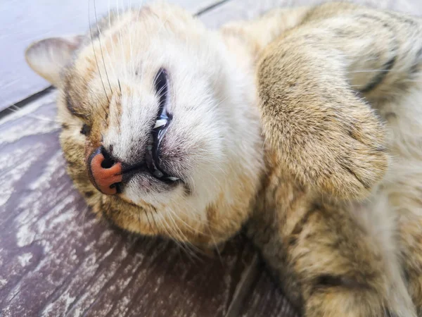 Niedliche Katze schlafend - Nahaufnahme Porträt des jungen braunen Ingwer Kitt — Stockfoto