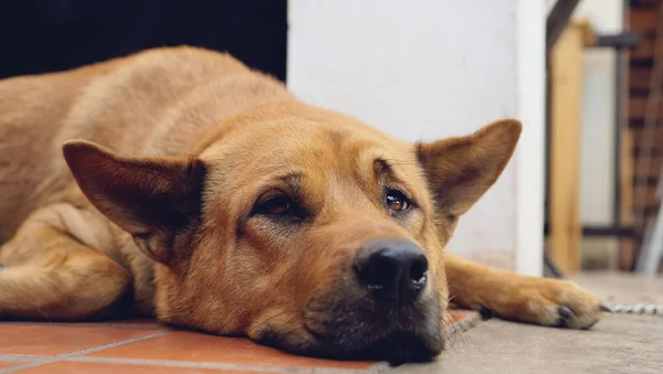 Sad dog laying down on floor at home - sleeping dog lonely anima