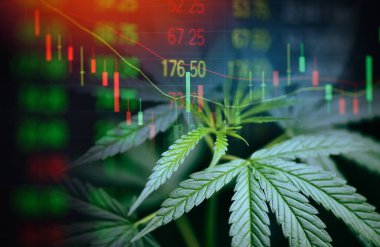 İş esrarı marihuana borsa grafik işi