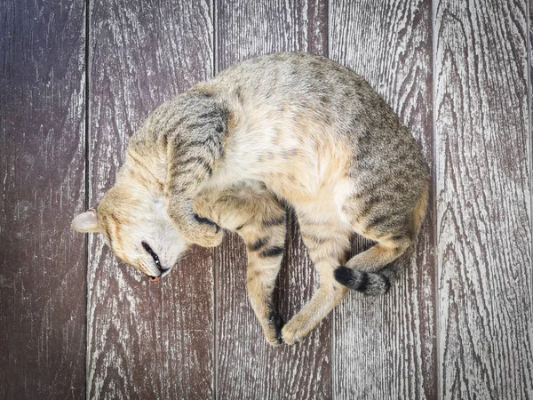 Katze schläft - braunes Ingwer-Kätzchen schläft auf Holzboden — Stockfoto