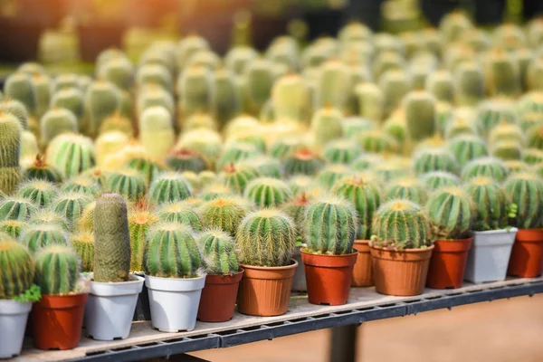 Miniatur-Kakteentopf schmückt den Garten - verschiedene Sorten — Stockfoto