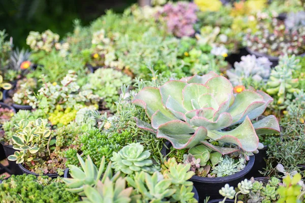 Las plantas suculentas en miniatura decoran en el jardín - varios tipos —  Fotos de Stock