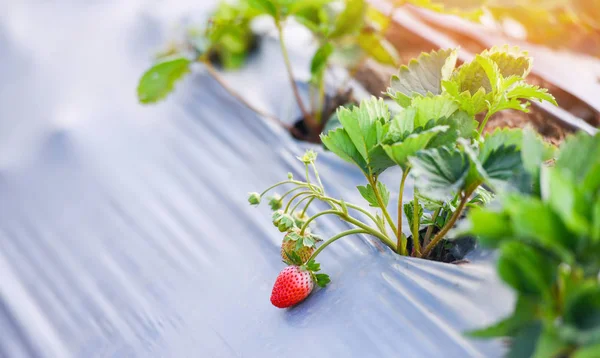 Strawberry field with green leaf in the garden - plant tree stra
