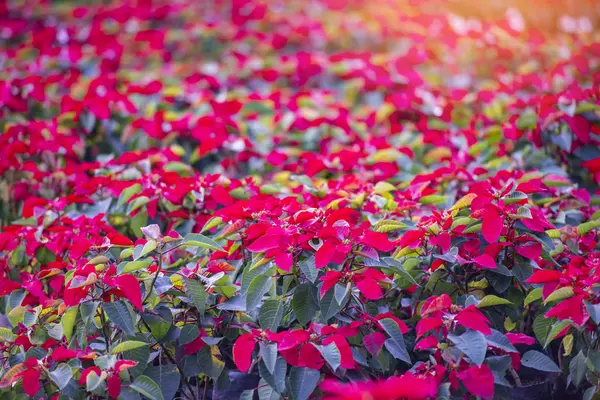Poinsettia rossa sullo sfondo della celebrazione del giardino - Poinsettia — Foto Stock
