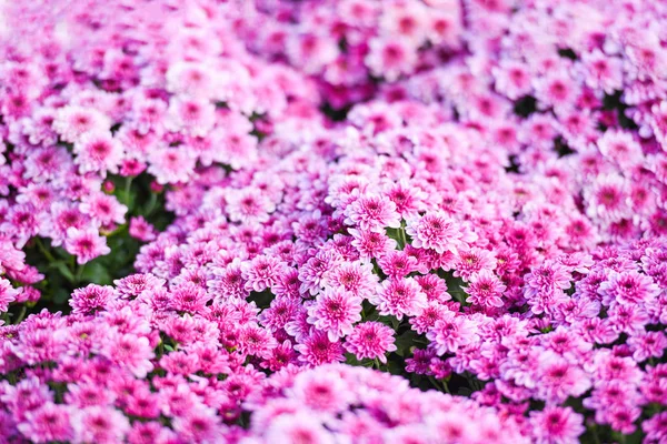 Close-up van bos bloem roze chrysant paars mooie tex — Stockfoto