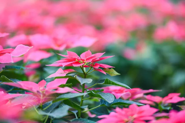 Ροζ poinsettia στο φόντο του κήπου - Poinsettia Christmas — Φωτογραφία Αρχείου