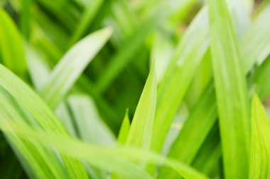 Pandan ağaçlarının bahçesinde doğal olarak yetişen pandan yaprağı bitkisi.