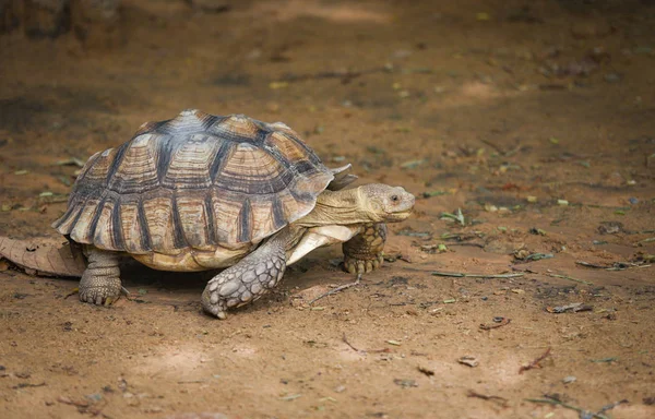Tortuga espoleada africana / Acercamiento de la tortuga caminando — Foto de Stock