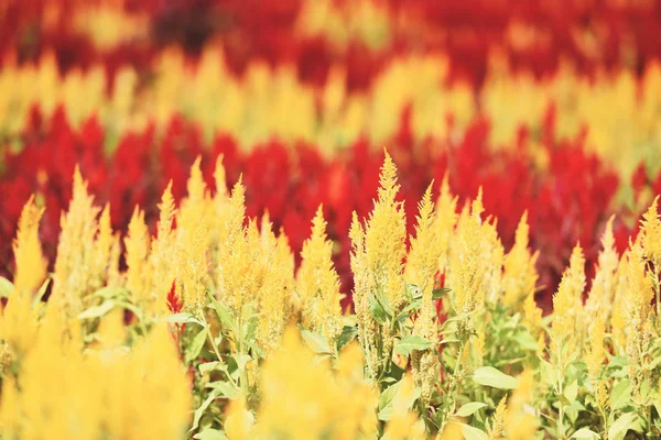 Красочный сад с красными и желтыми цветами Cockscomb в — стоковое фото